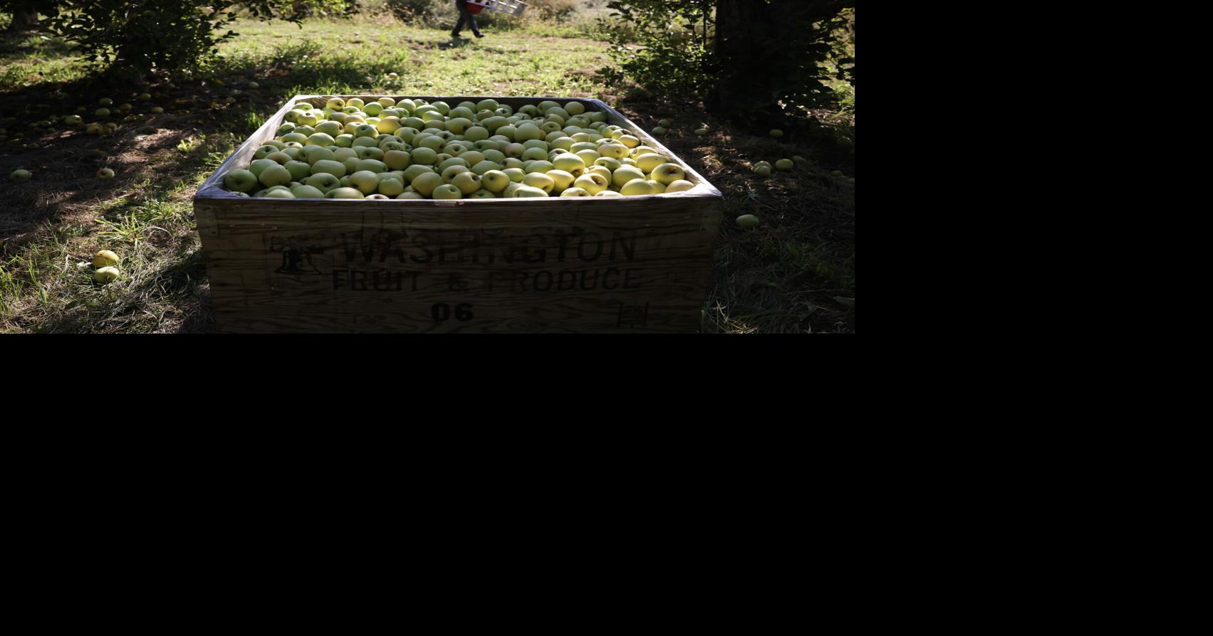 Harvest at a Crossroads: How immigration is affecting the 2025 harvest in the Pacific Northwest