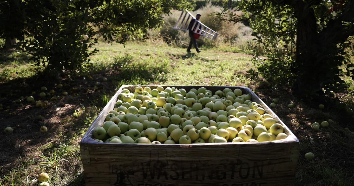 Harvest at a Crossroads: How immigration is affecting the 2025 harvest in the Pacific Northwest