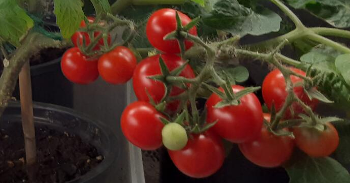Read moreMaster Gardeners: Why dwarf tomatoes deserve a place in your garden