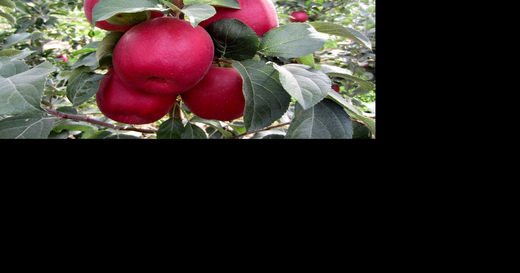 Nurseries growing 1st planting of Washington's newest apple Local