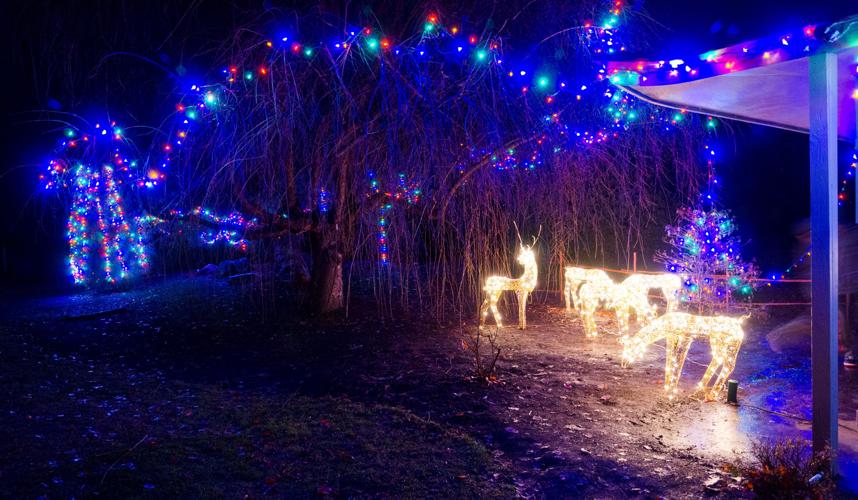 Annual luminaria walk at arboretum a sight to behold News