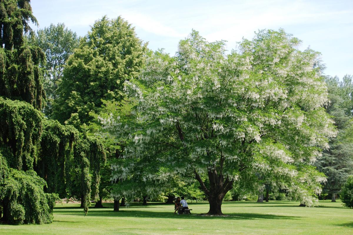 Yakima Tree City USA Community