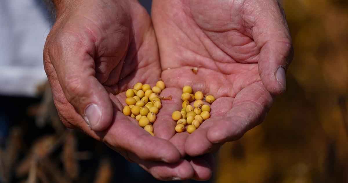 Other Views: Trump’s trade wars caused a slumping ag economy. His fix is another bailout