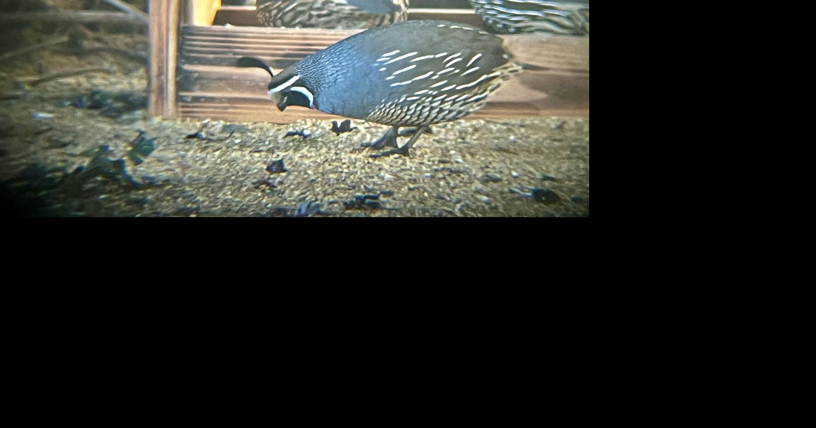 Master Gardeners: A healthy garden attracts quail that help control pests