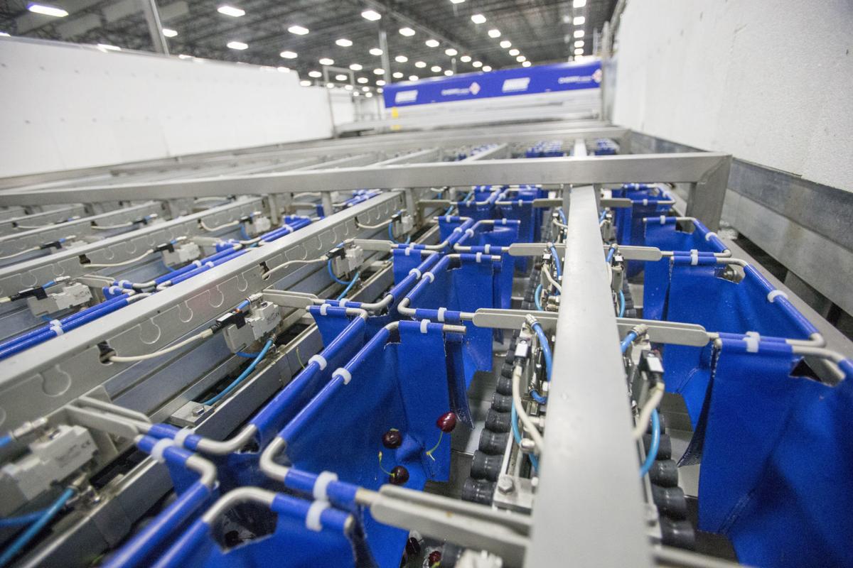 Fruit industry evolves with advances in breeding, sorting and packing Local