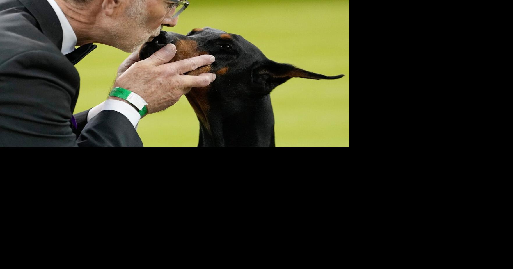 WA handler Andy Linton wins Westminster Dog Show despite health issues
