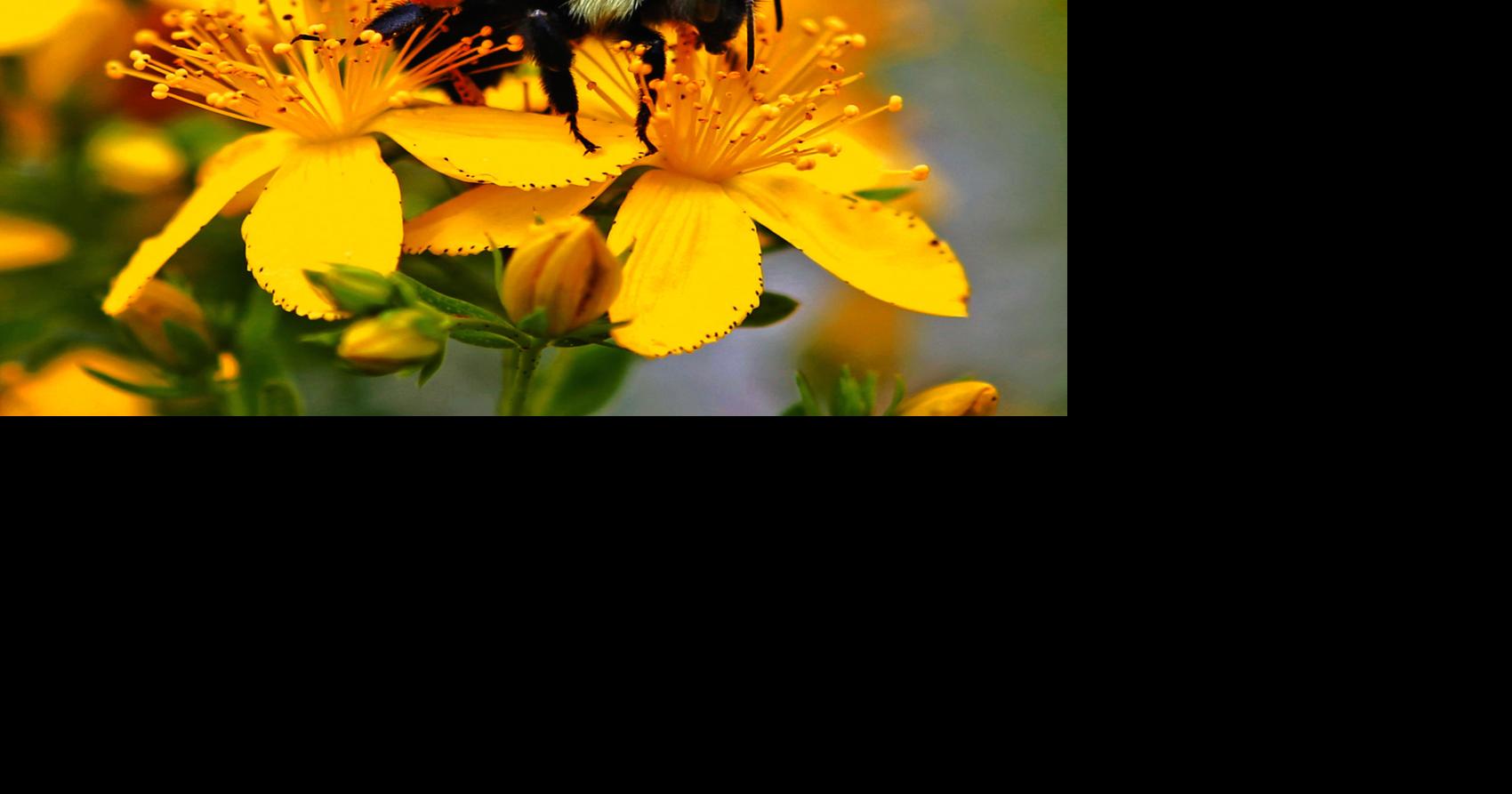 Pollinators also need place to live in garden | Home And Garden ...