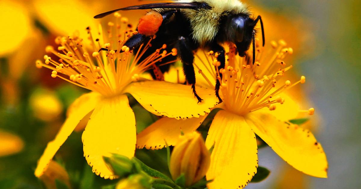 Pollinators Vip Pollinators also need place to live in garden | Home And Garden ...