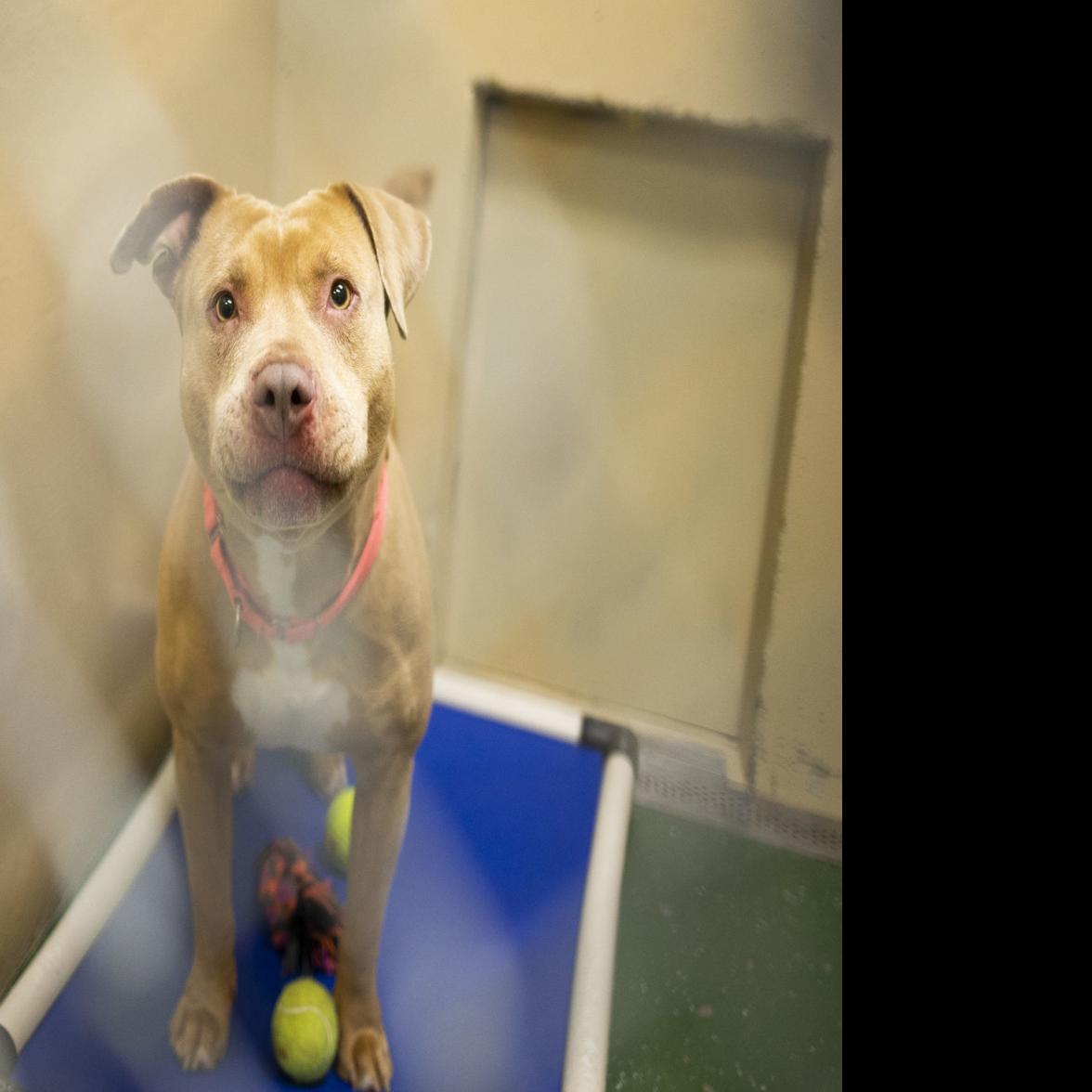 one year after pit bull ban lifted