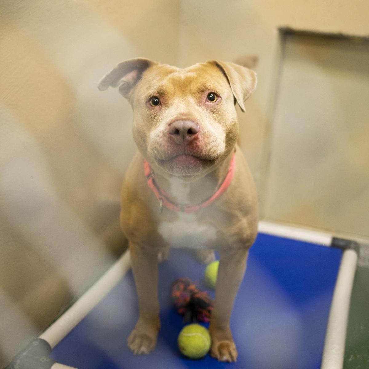 one year after pit bull ban lifted