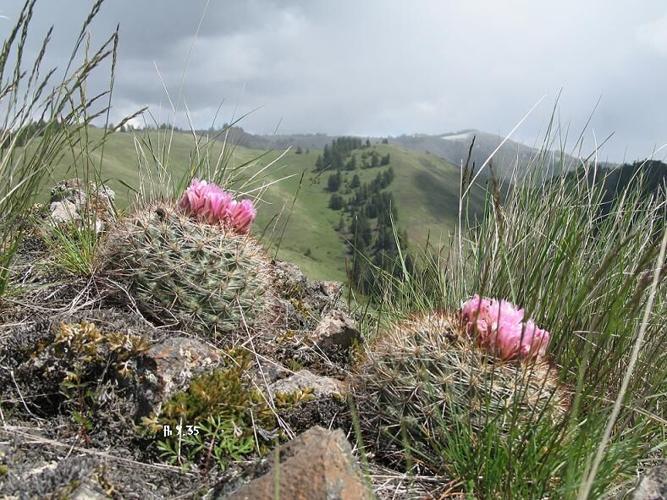 Ellensburg students get behind effort to name basalt cactus as WA's  official cactus | Local | yakimaherald.com