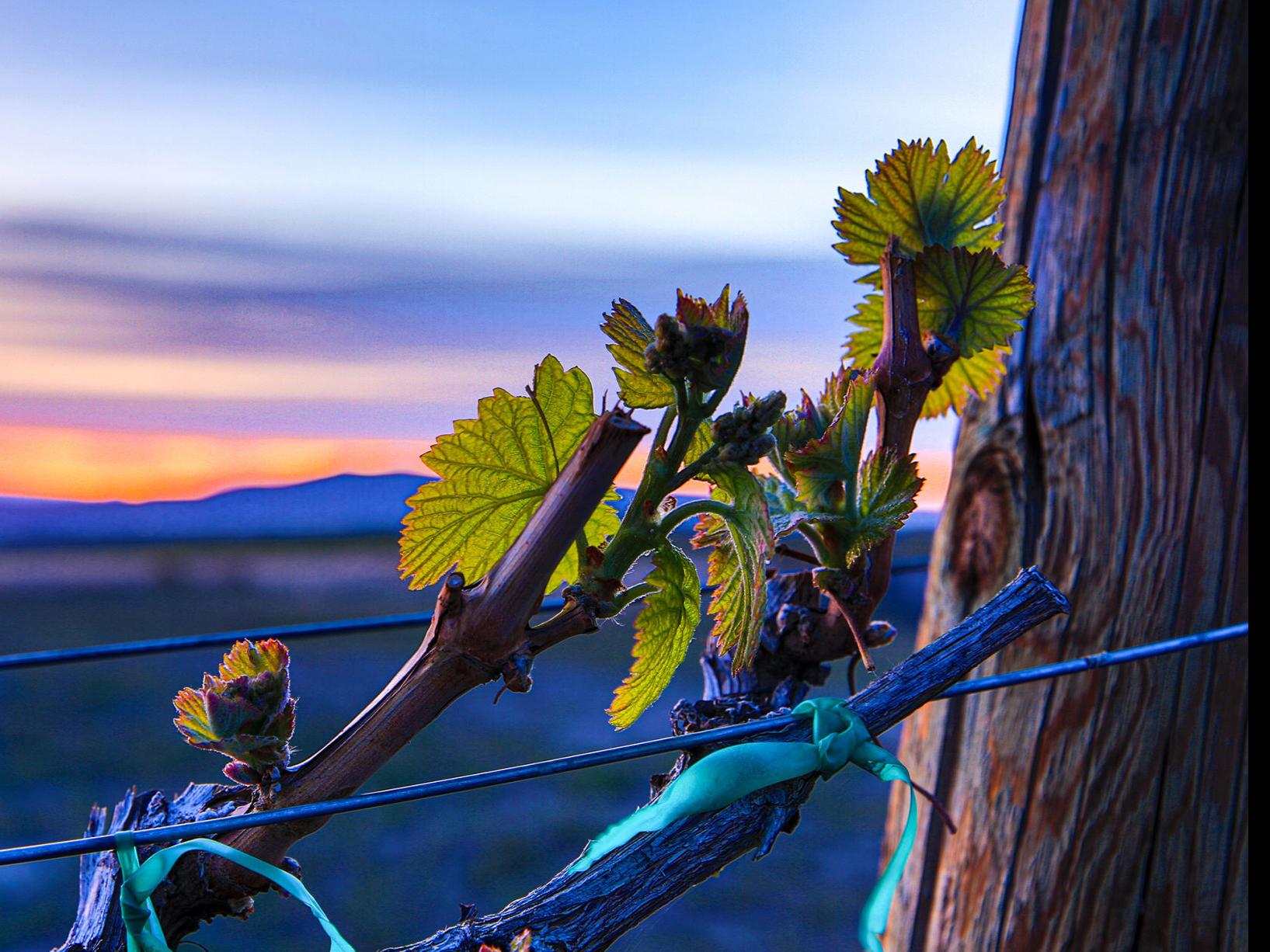 Wine Scene Virus Can T Stop The Vineyards Scene Yakimaherald Com