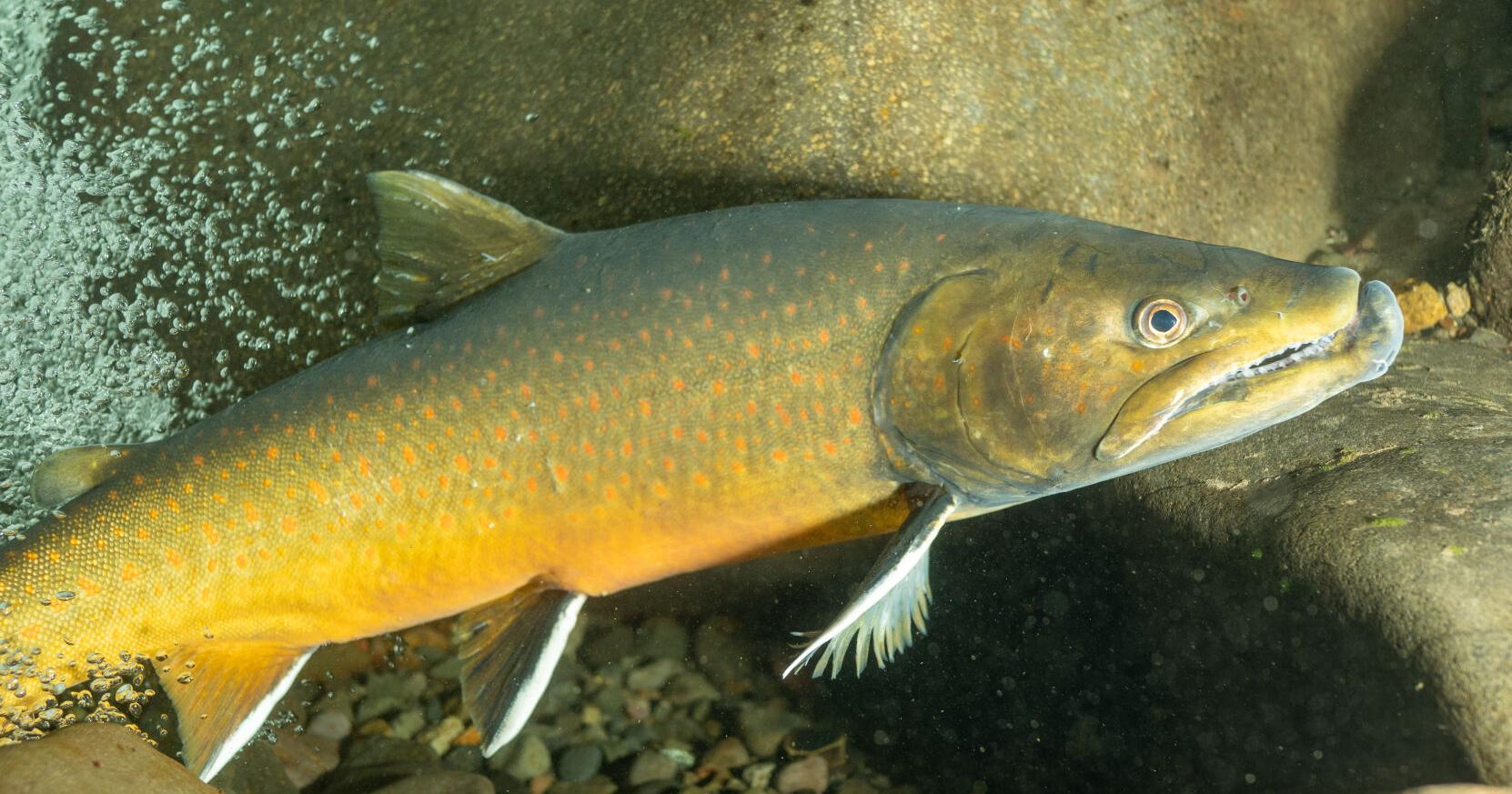 Wandering Central Washington: Why the bull trout is so important - Vimarsana News