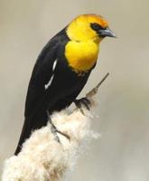 Yellow-headed blackbird sings like no one's listening