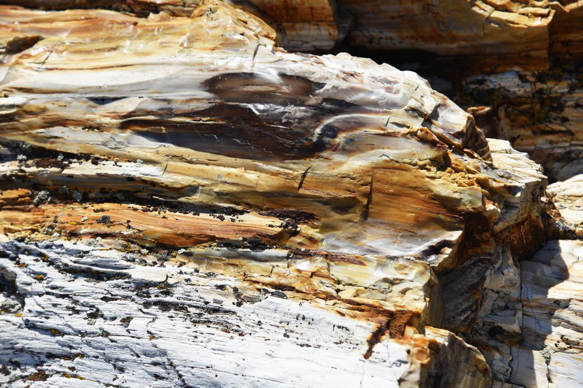 Ginkgo Petrified Forest Brings Ancient History To Life Magazine