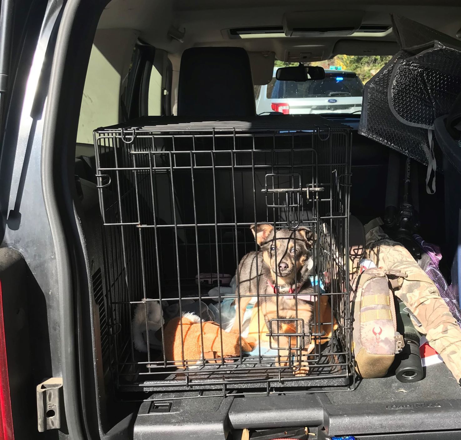 cage for back of suv