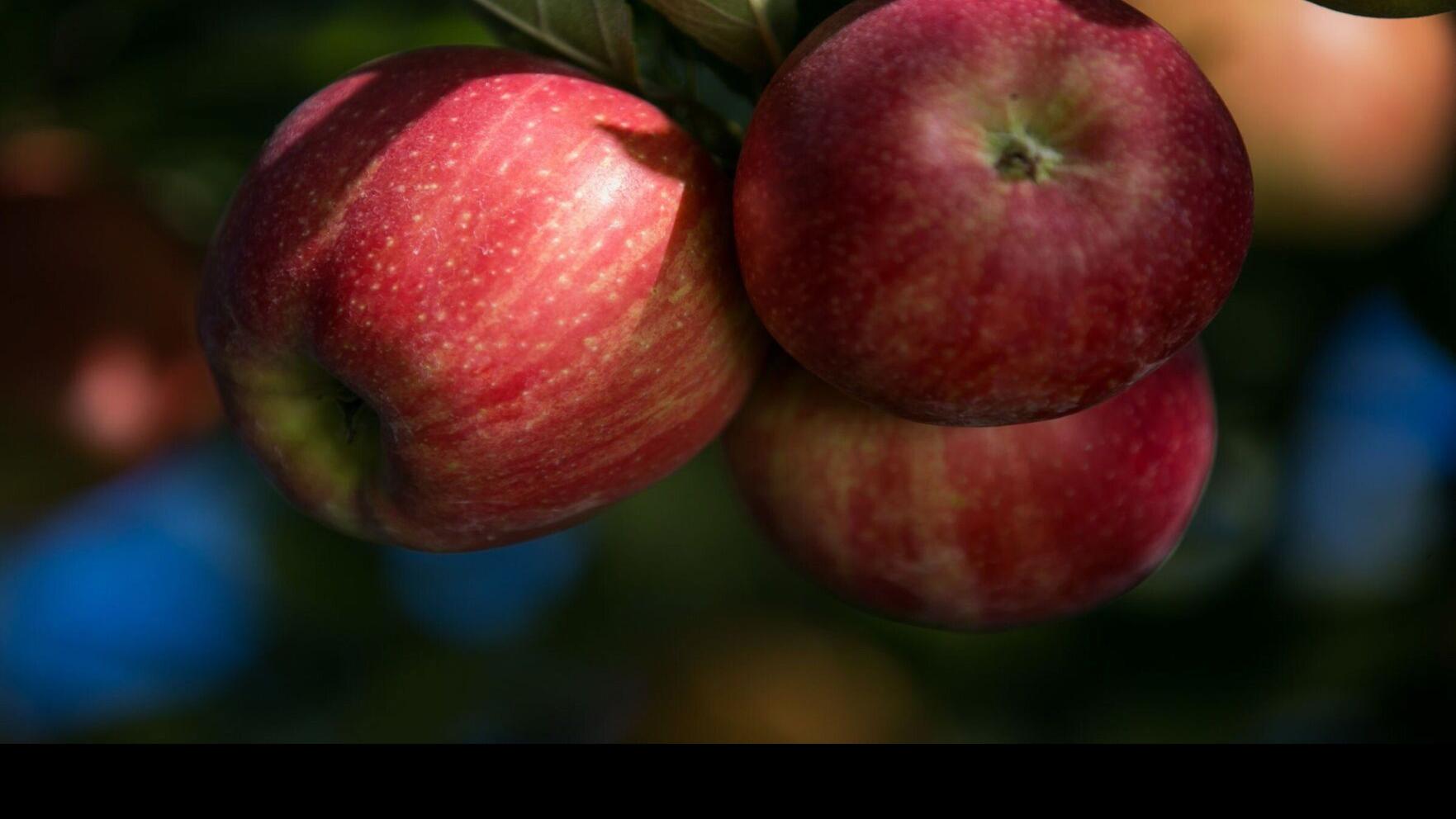 Apple branding: Why you love Honeycrisp apples, hate Red Delicious