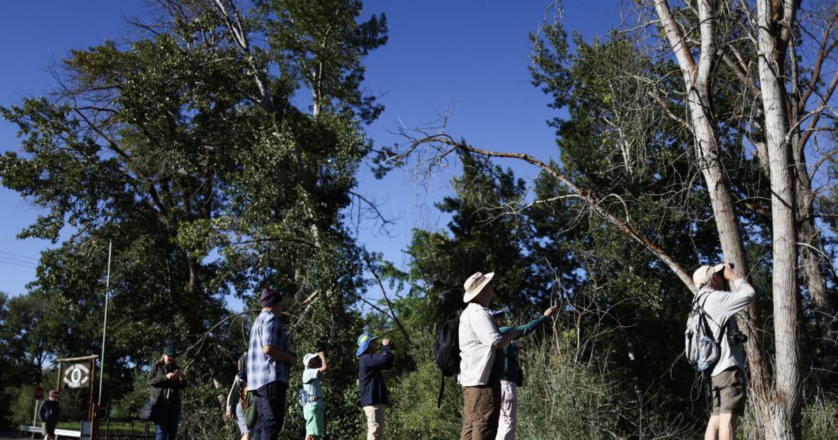 Birders