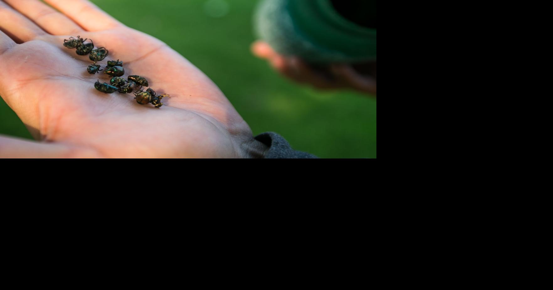 Grandview residents encouraged not to move yard waste as state pursues