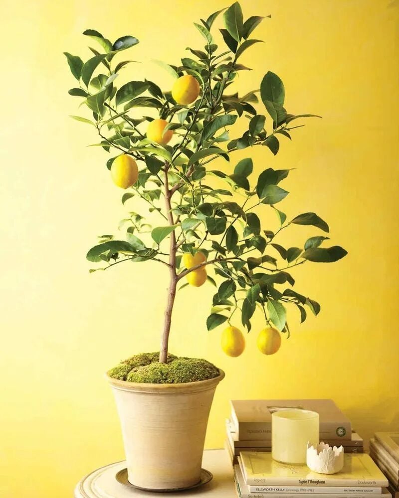 lemon tree pictures