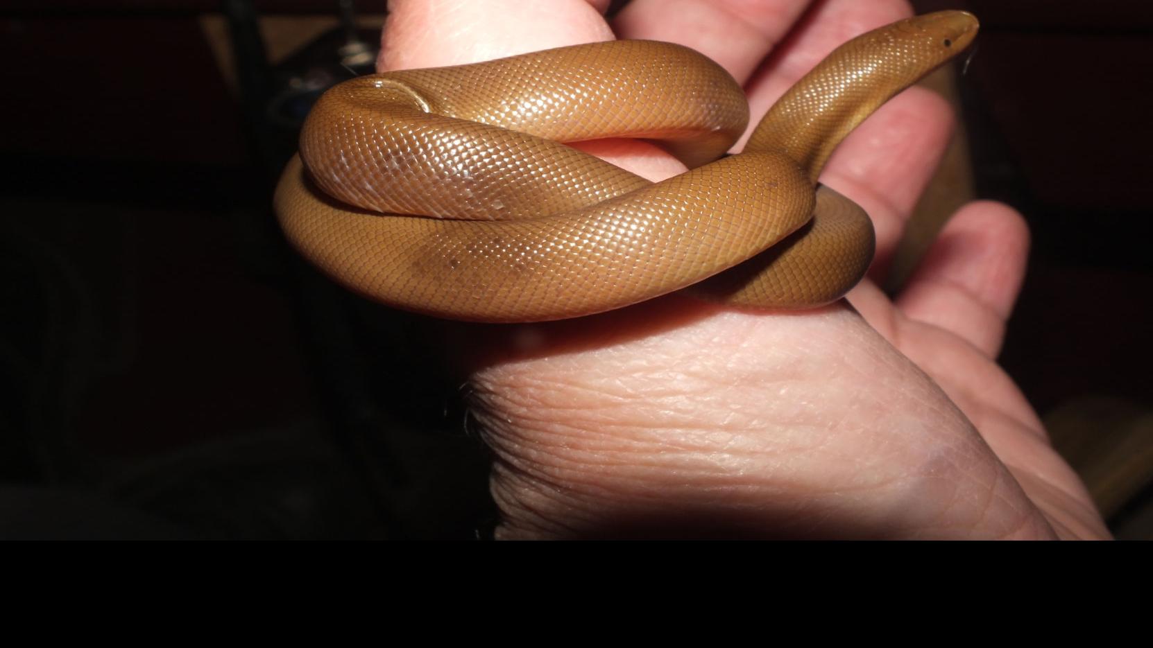 Ellensburg Women Help Snakes Cross The Road Local Yakimaherald Com
