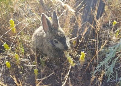 endangered wildlife habitat burned in