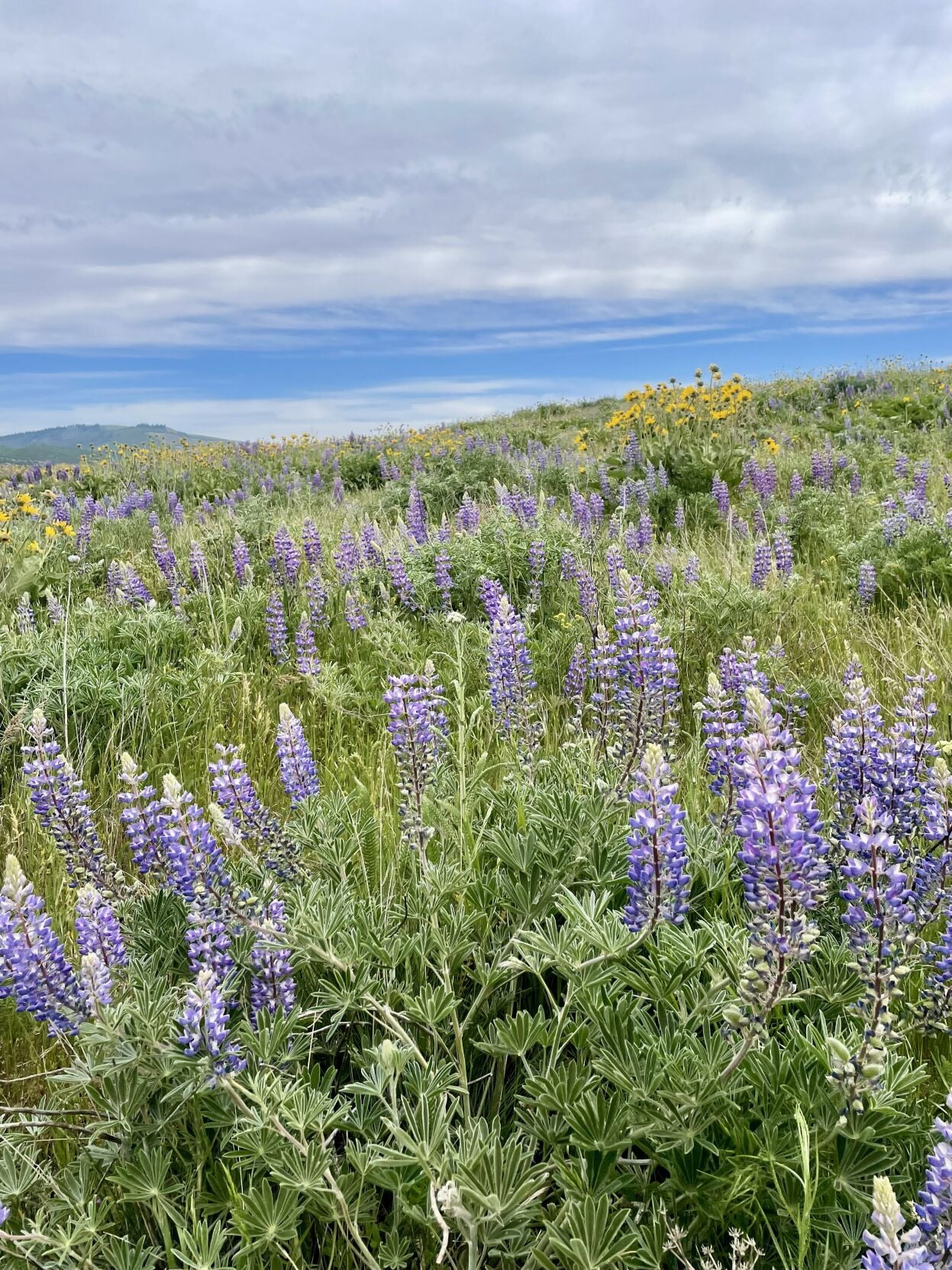 Lupine