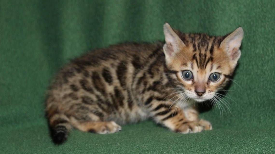 bengal kittens for sale under $500