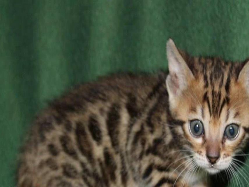 Cats Worth 12 000 Are Stolen As The Pasco Breeder Slept Crime