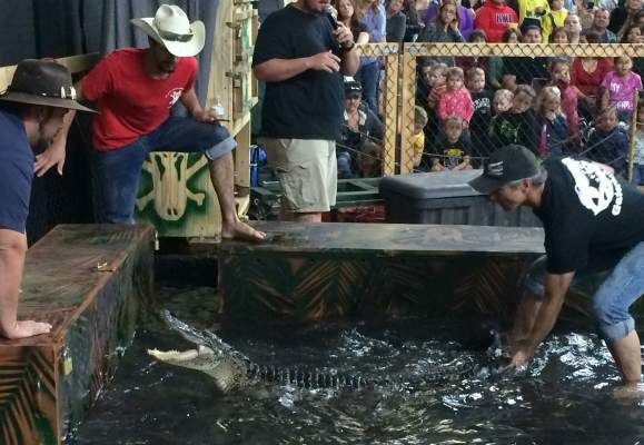 Gator wrestler impresses crowd at SunDome | Local | yakimaherald.com