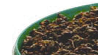 does justin moore chew tobacco Celebrities Who Dip: Hollywood Stars Who Chew Tobacco