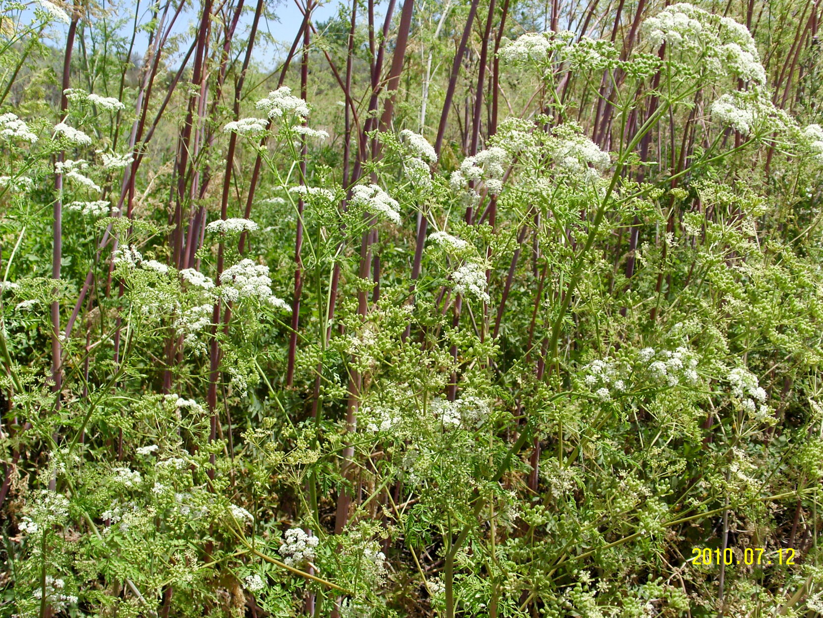 Yakima County Master Gardeners: Learn to identify poisonous