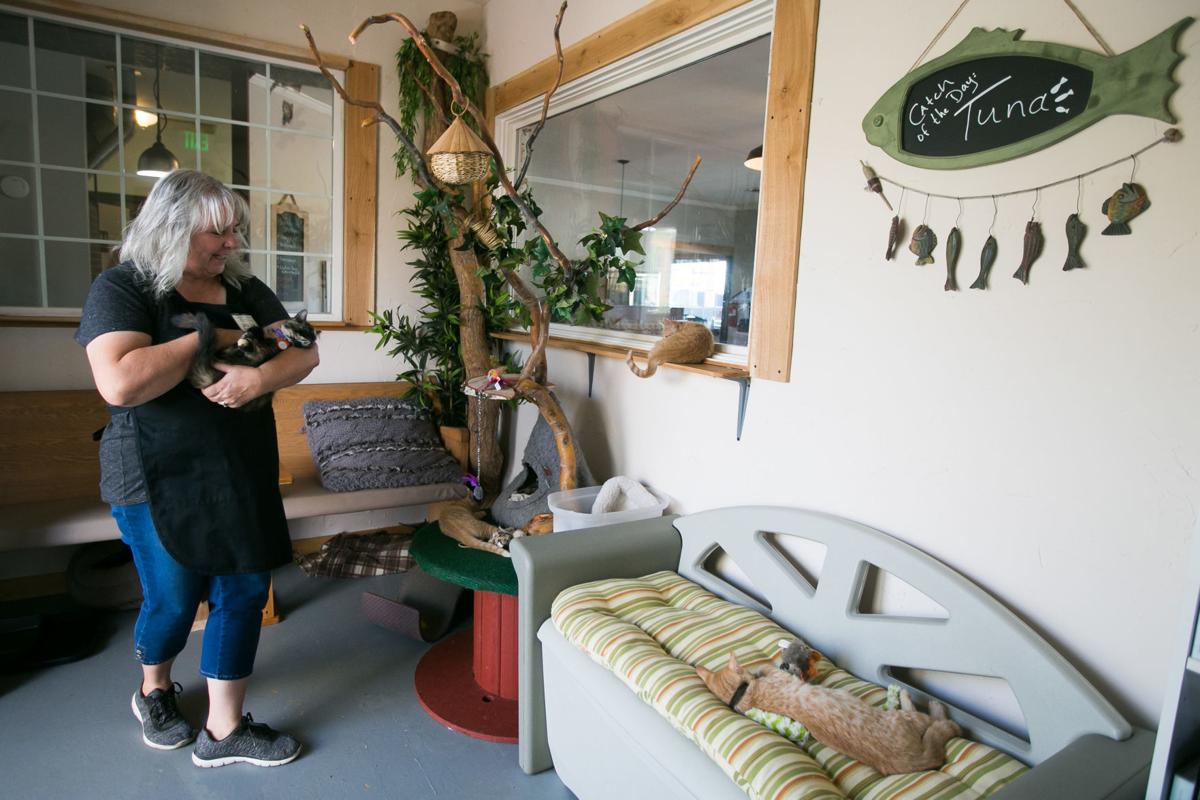 Fabulous felines at the Calico Cat Cafe and Barkery are Fabulous felines at the Calico Cat Cafe and Barkery are