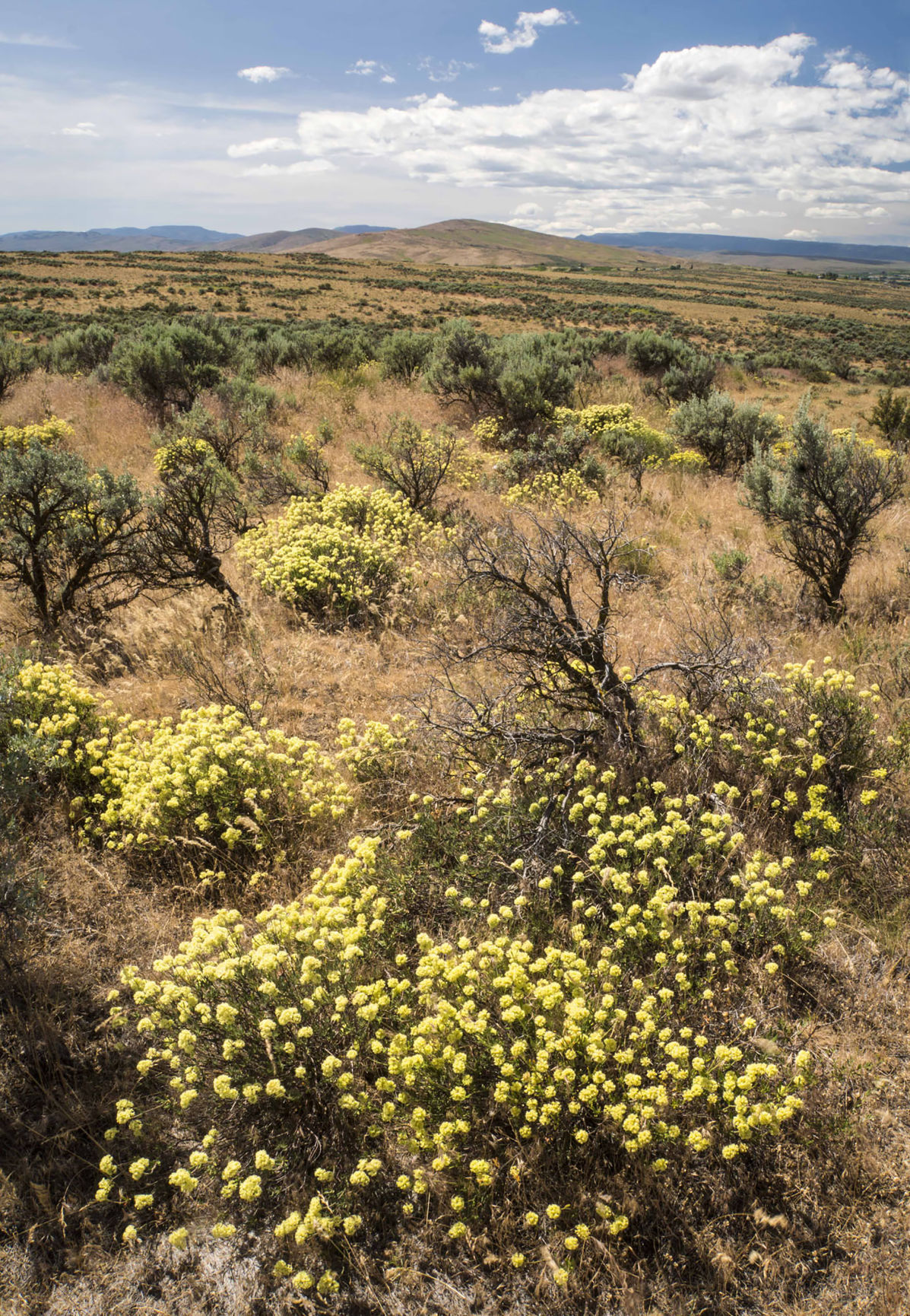 Master Gardener: Wildflowers of the Cowiche Canyon Conservancy ...