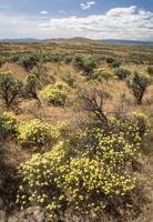 resized David Hagen_Round-headed Desert Buckwheat, Cowiche Canyon Uplands.jpg