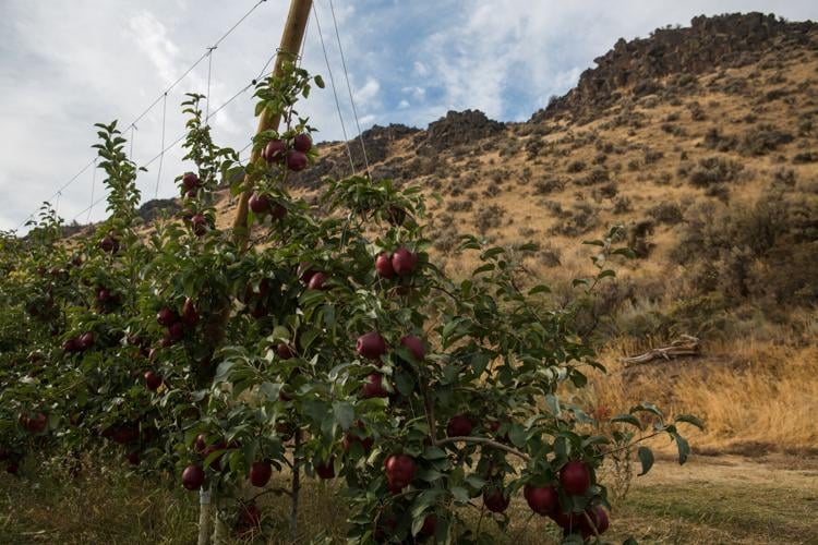 Cosmic Crisp apple bursting into orchards