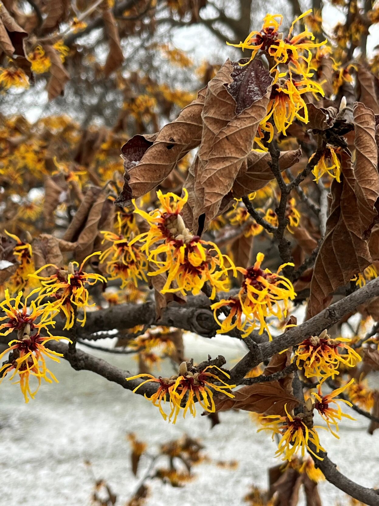 Barany in the Garden Witch hazel s dose of spring revives