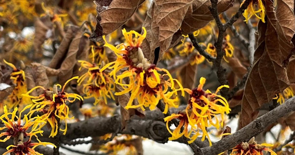 Barany in the Garden: Witch hazel's dose of spring revives gardening ...
