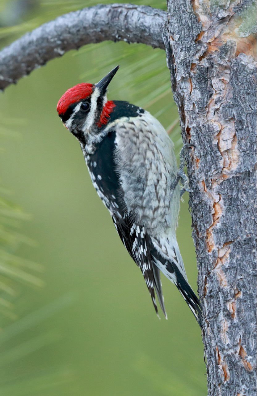 Wildlife Moment Red Naped Sapsucker Lives Up To Its Name Outdoors And Recreation Yakimaherald Com