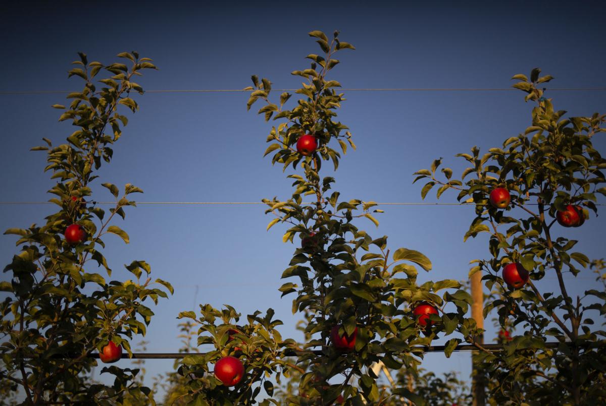 Cosmic Crisp apples grow in an orchard