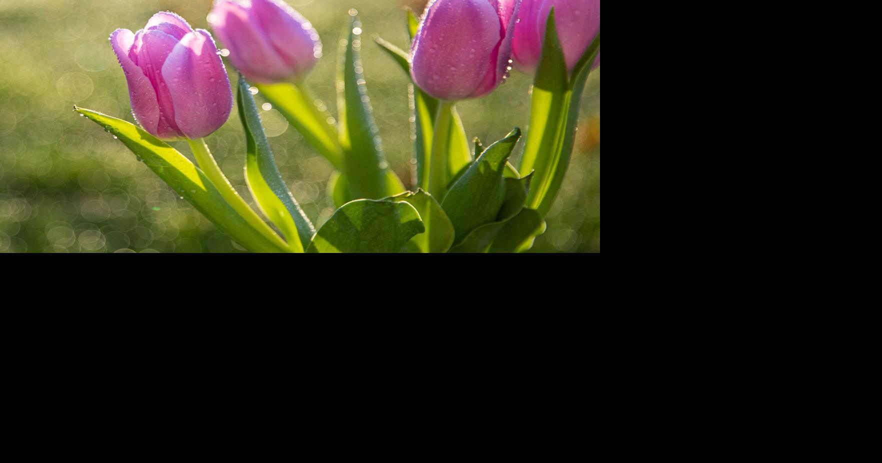 Explore reader-submitted photos: Signs of spring | Explore Yakima ...