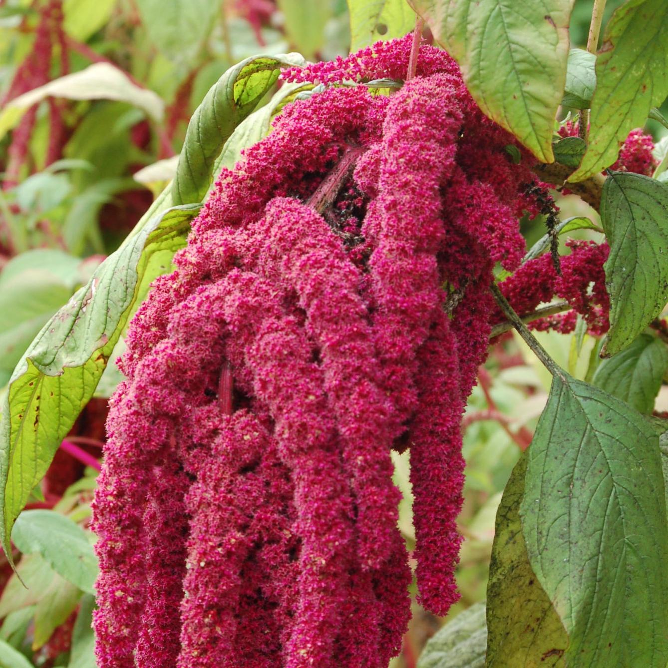 Barany In The Garden Loving Latin Or Amandi Latine Home And