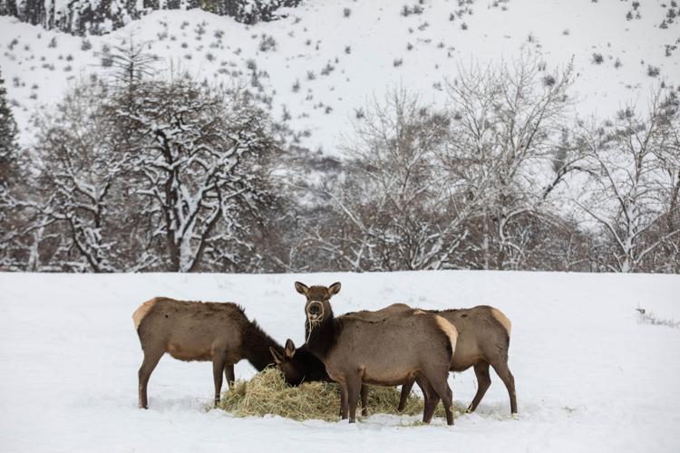 Elk numbers growing quickly at Oak Creek feeding site Outdoors and