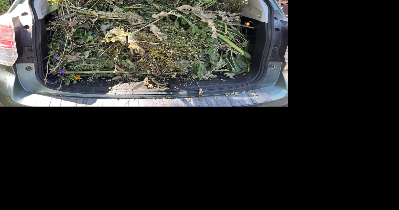 Barany in the garden: Yakima’s yard waste pickup is back — here’s why it matters