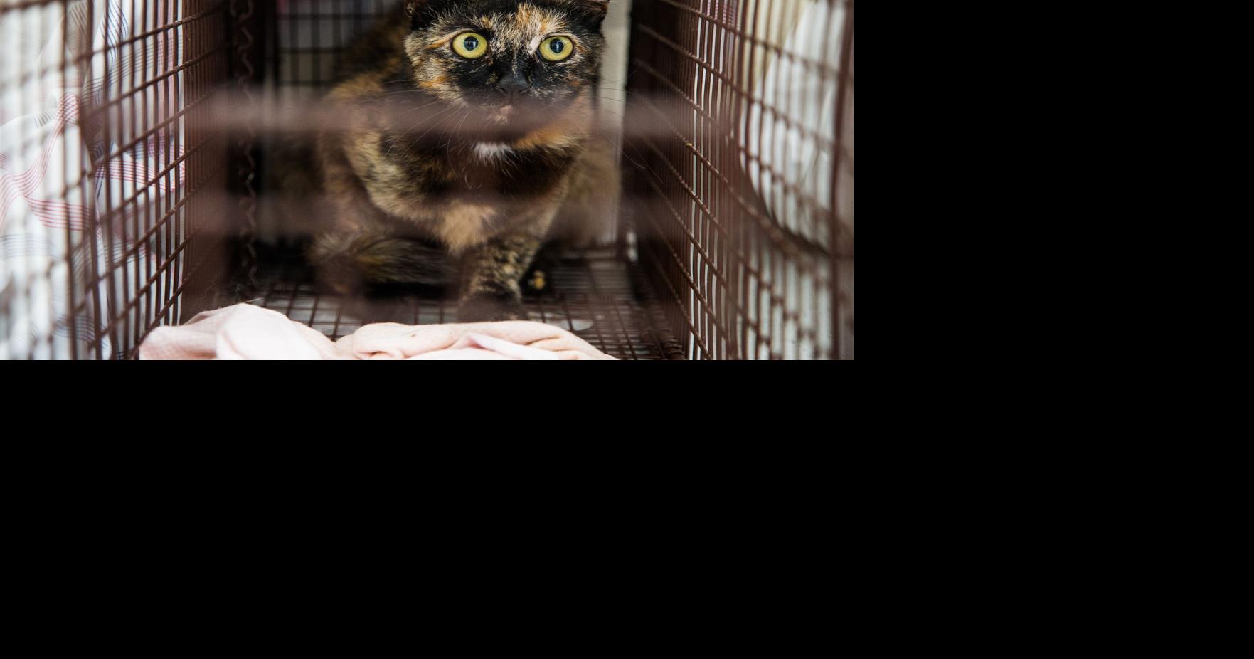 The ABCs of TNR: Care, control of cat colonies | Local | yakimaherald.com