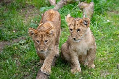 Lion cubs make their debut at Woodland Park Zoo