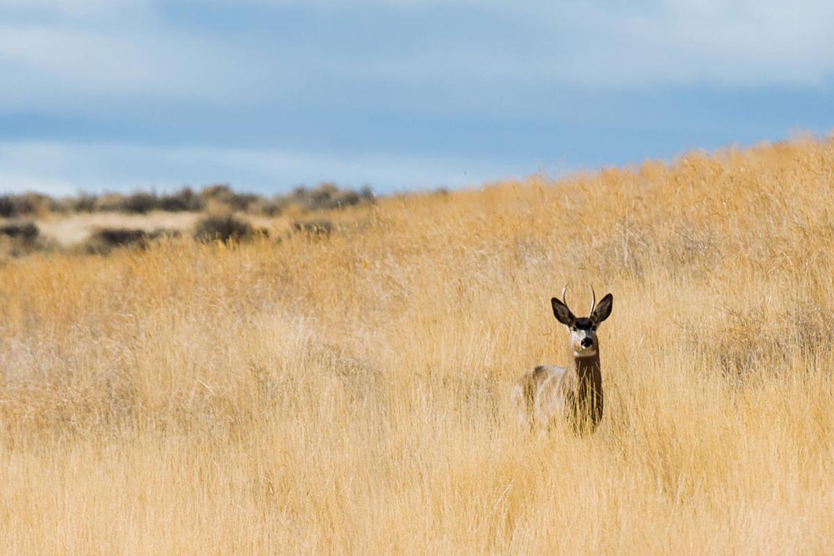 Privatepublic collaboration restores habitat in Washington Local