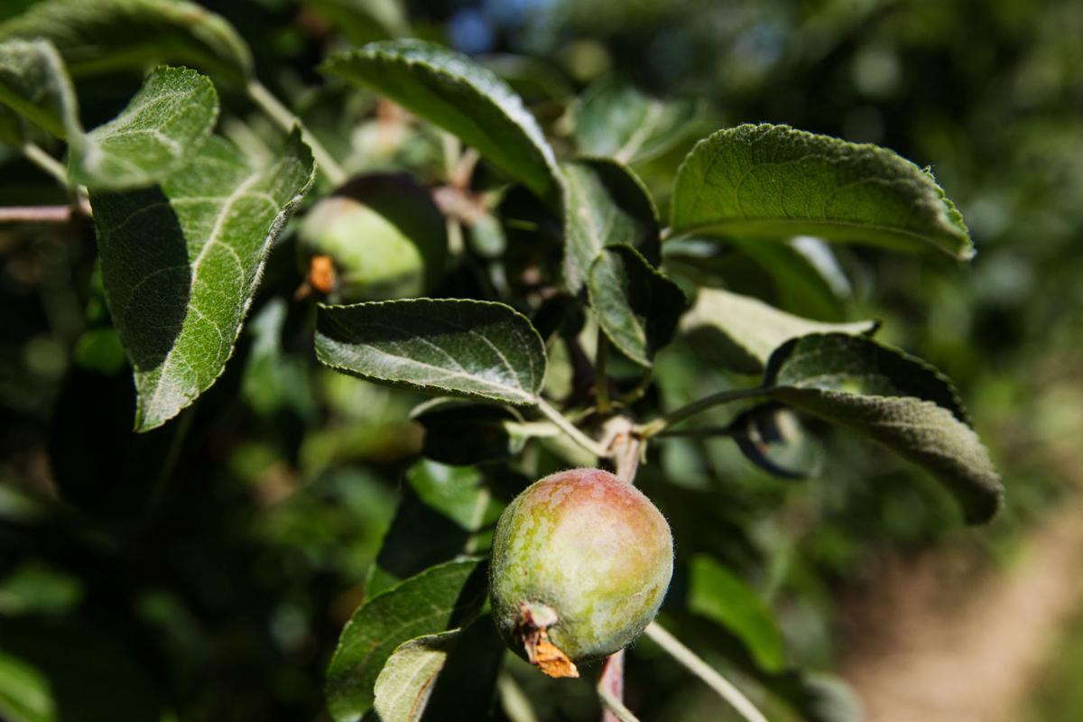 Cosmic Crisp getting an outofthisworld reception from