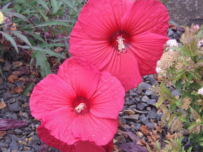 Barany In the Garden: Showy shrub hibiscus is a summertime ...