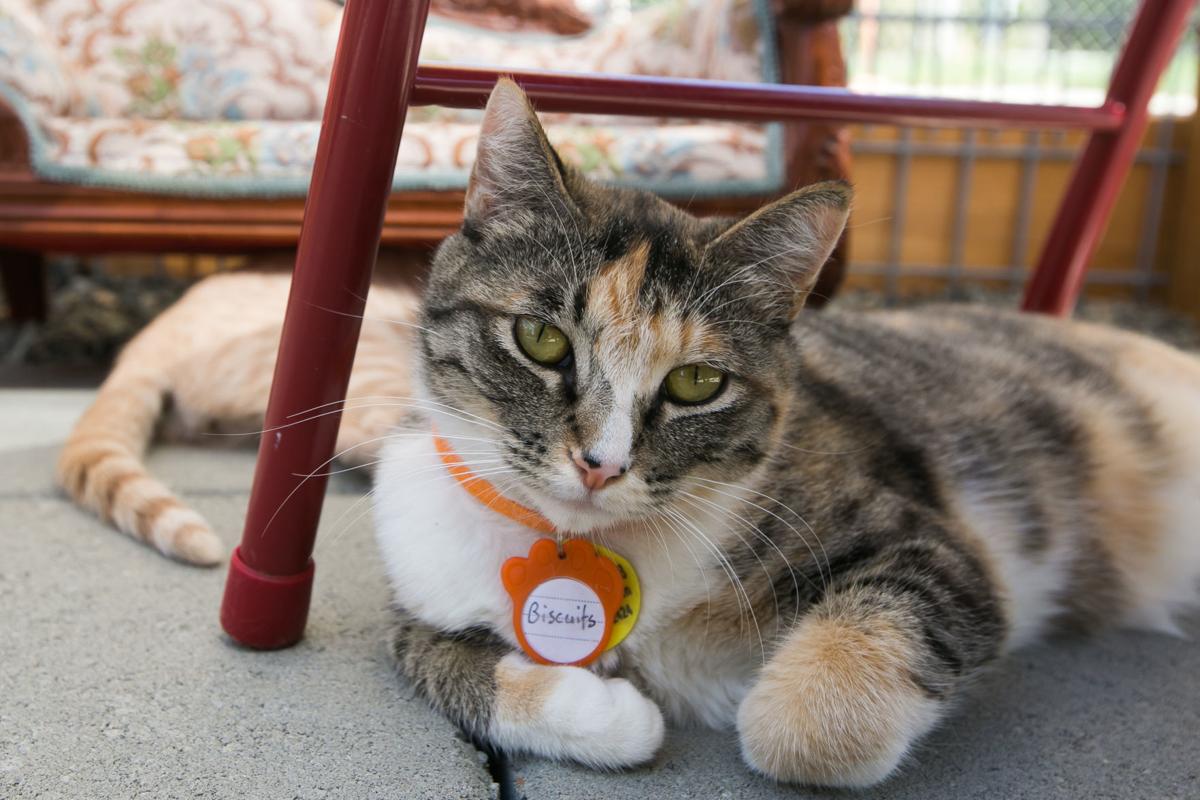 Fabulous Felines At The Calico Cat Cafe And Barkery Are Ready To
